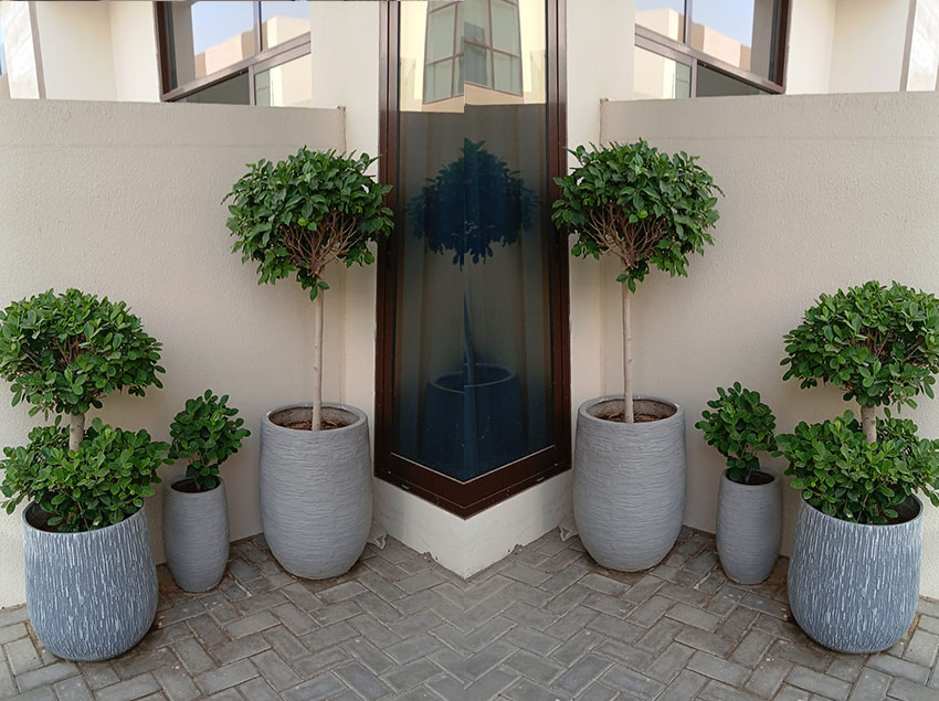 PLants-and-Tree-Installation