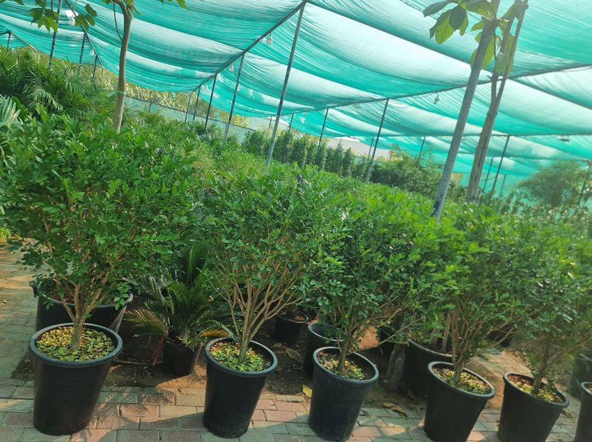 plant-and-trees-supply